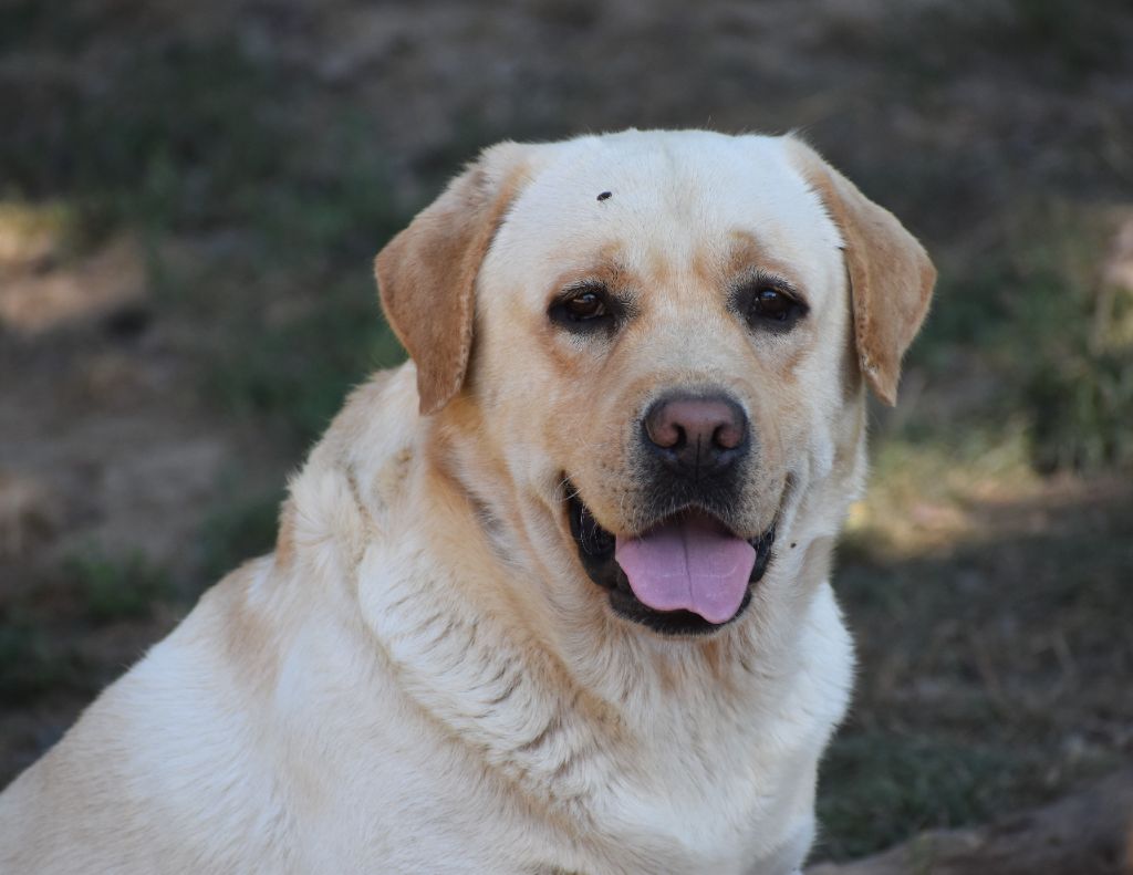 Les Labrador Retriever de l'affixe Domaine Des Doux Coussinets