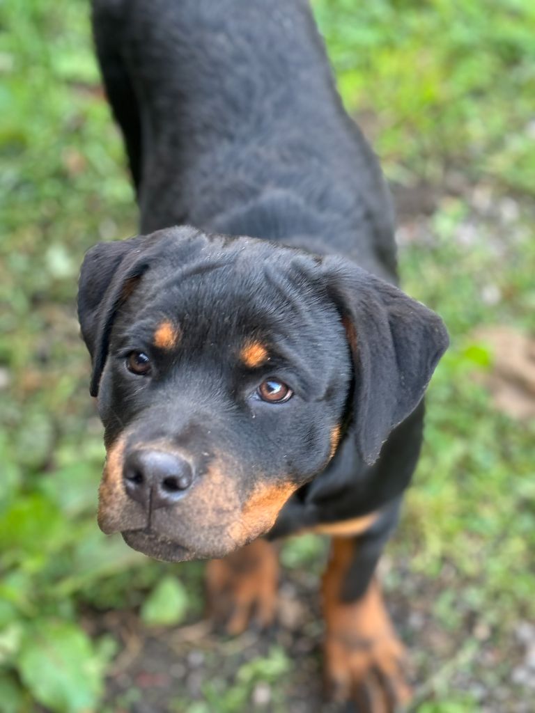 Les Rottweiler de l'affixe Domaine Des Doux Coussinets