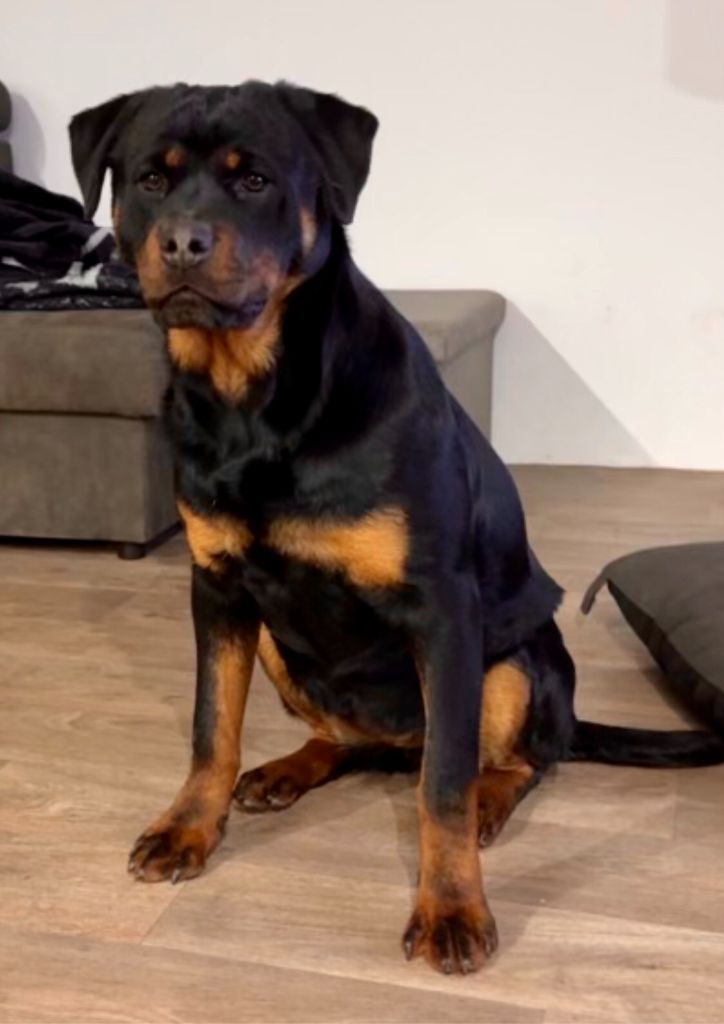 Les Rottweiler de l'affixe Domaine Des Doux Coussinets