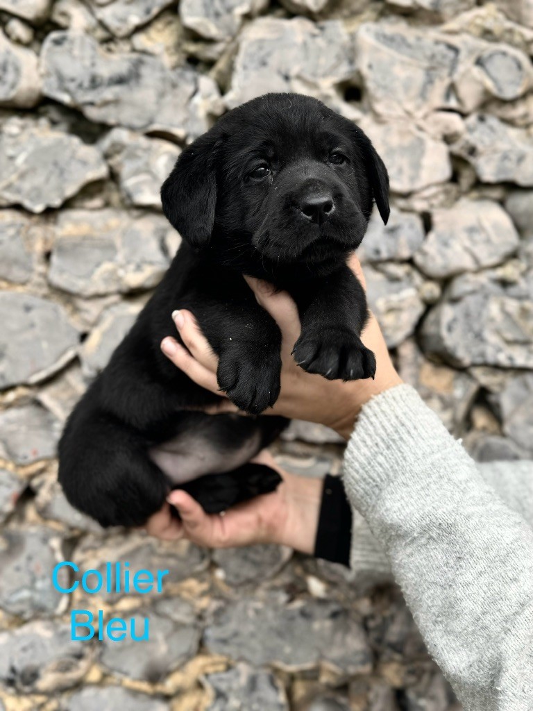 Domaine Des Doux Coussinets - Chiot disponible  - Labrador Retriever