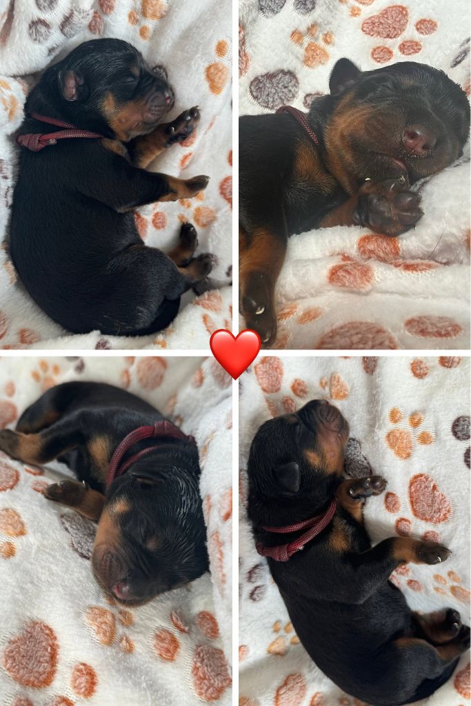 Domaine Des Doux Coussinets - Chiots disponibles - Rottweiler