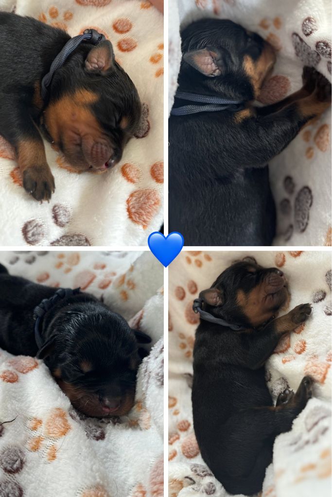 Domaine Des Doux Coussinets - Chiots disponibles - Rottweiler