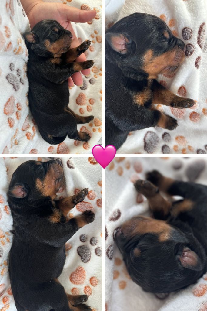 Domaine Des Doux Coussinets - Chiots disponibles - Rottweiler