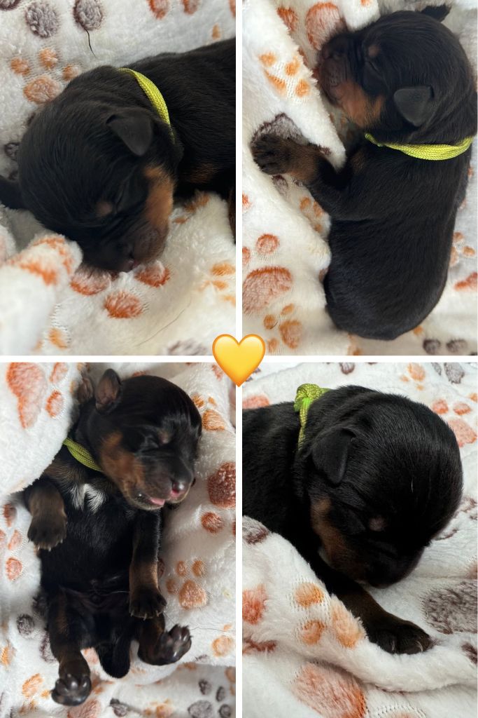 Domaine Des Doux Coussinets - Chiots disponibles - Rottweiler