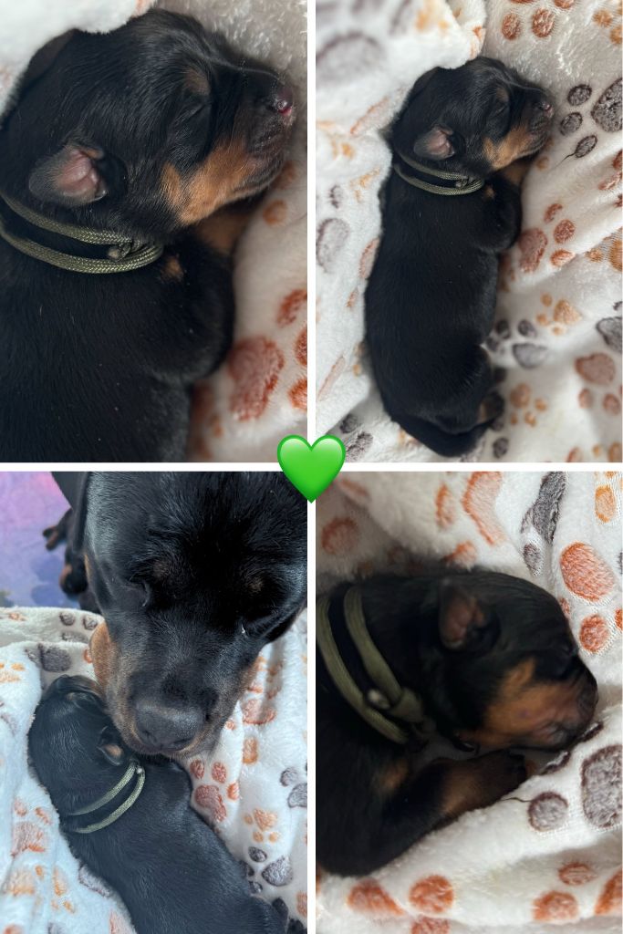 Domaine Des Doux Coussinets - Chiots disponibles - Rottweiler