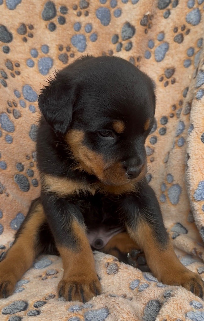 Domaine Des Doux Coussinets - Chiots disponibles - Rottweiler
