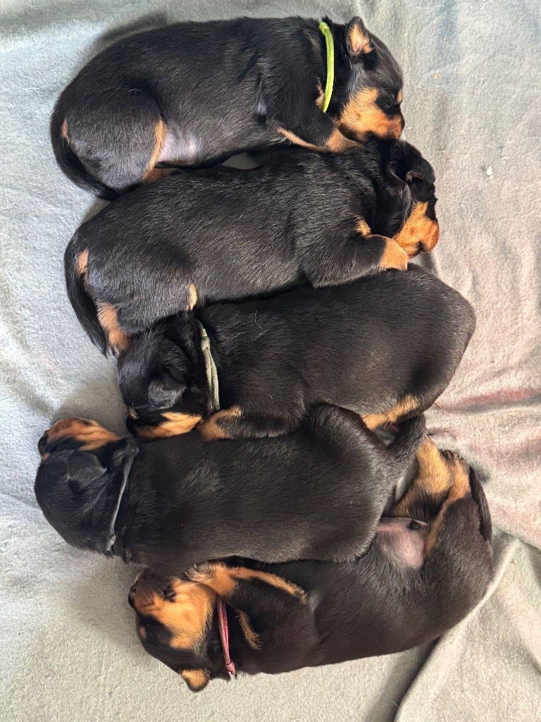 Domaine Des Doux Coussinets - Rottweiler - Portée née le 20/09/2025